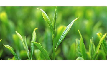 茶葉質(zhì)量追溯管理系統(tǒng)可以實(shí)現(xiàn)哪些功能？具有哪些優(yōu)點(diǎn)？